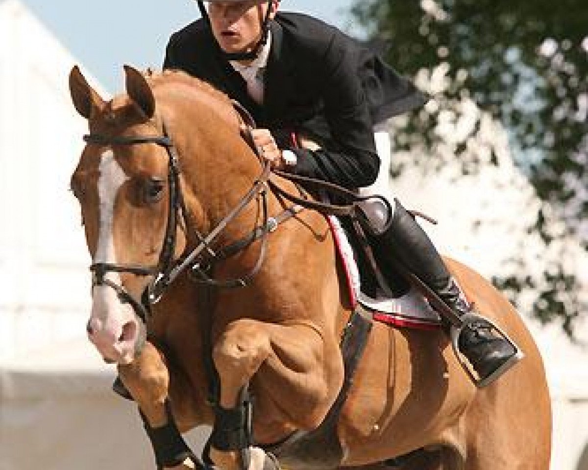 stallion For Hero (Hanoverian, 2001, from For Pleasure)