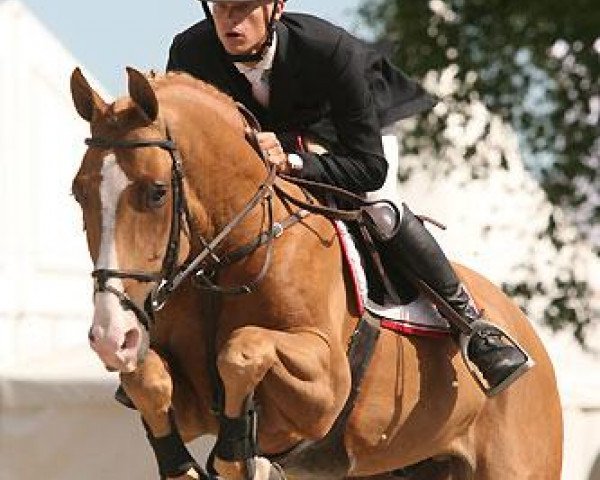 stallion For Hero (Hanoverian, 2001, from For Pleasure)