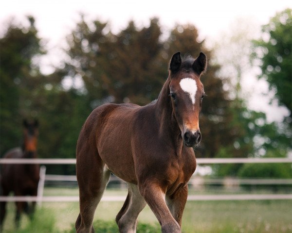 horse Rose Fire (Westphalian, 2022, from Raven)