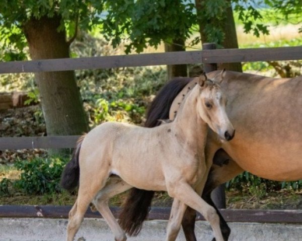broodmare Gesa ST (German Riding Pony, 2022, from Genesis BL)