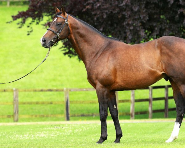 stallion Cable Bay xx (Thoroughbred, 2011, from Invincible Spirit xx)