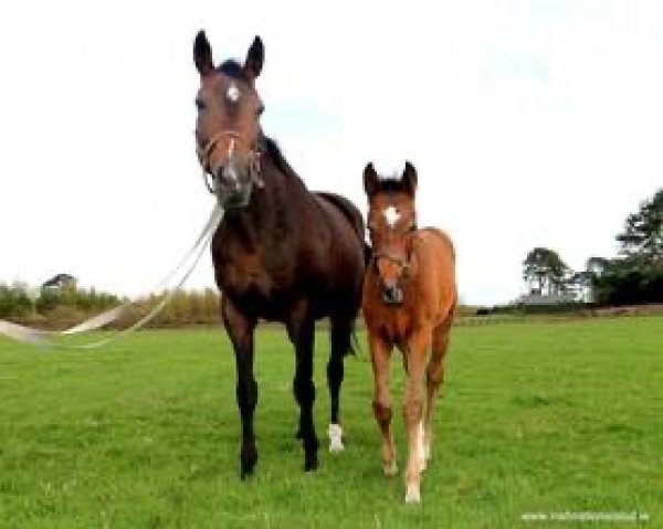 broodmare Rose de France xx (Thoroughbred, 2005, from Diktat xx)