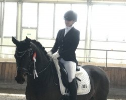 dressage horse Devils Dance (German Riding Pony, 2014, from Dance Star AT NRW)
