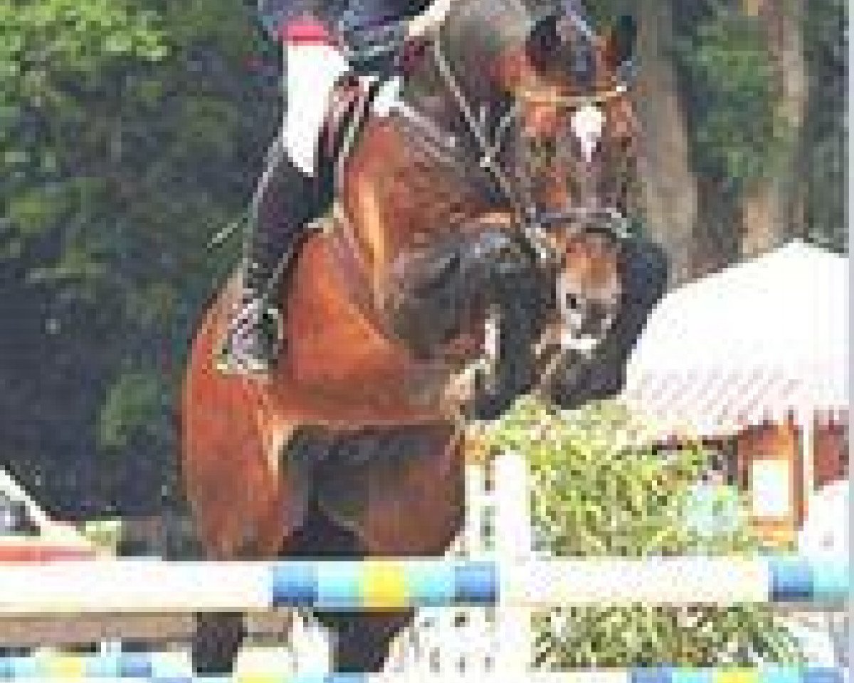 stallion C-Son of Sexy Eyes (Holsteiner, 1995, from Caletto I)