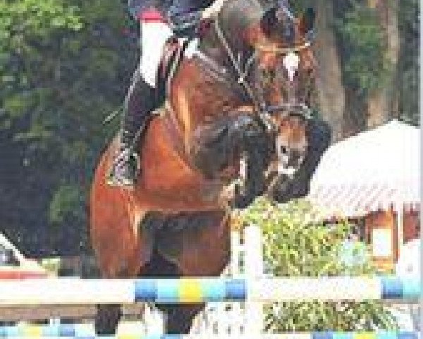 stallion C-Son of Sexy Eyes (Holsteiner, 1995, from Caletto I)