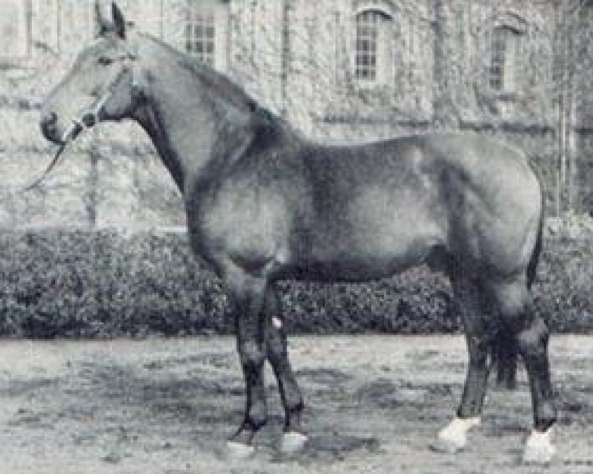 Deckhengst Dorn (Westfale, 1947, von Dwinger)
