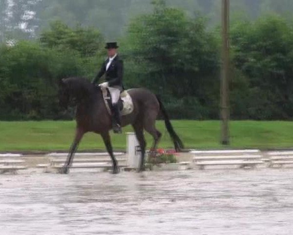 broodmare Dolcinea (Hanoverian, 2007, from Dancier)