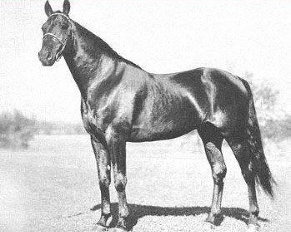 stallion Volomite 68580 (US) (American Trotter, 1926, from Peter Volo 57574 (US)) stallion Volomite 68580 (US) (American Trotter, 1926, from Peter Volo 57574 (US))