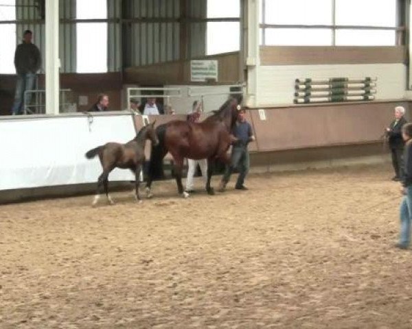 horse Für's Viereck (Westphalian, 2012, from Feedback 16)