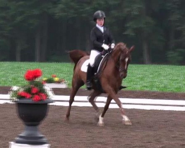 Zuchtstute Madonna 203 (Deutsches Reitpony, 2003, von Davignon) Zuchtstute Madonna 203 (Deutsches Reitpony, 2003, von Davignon)