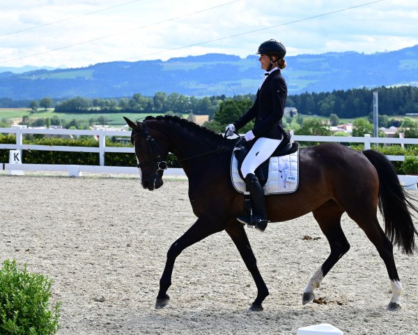dressage horse Lucy Lou (Austrian Warmblood, 2017, from Don DIamond)