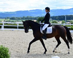 dressage horse Lucy Lou (Austrian Warmblood, 2017, from Don DIamond)