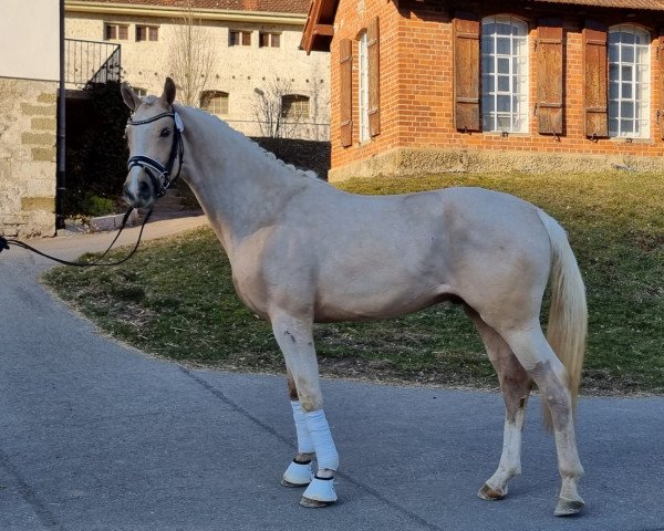 horse E-Motion (German Sport Horse, 2019, from Escamillo)