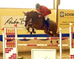 broodmare Belvedere de Winsia (Belgian Warmblood, 2001, from Flamenco de Semilly)