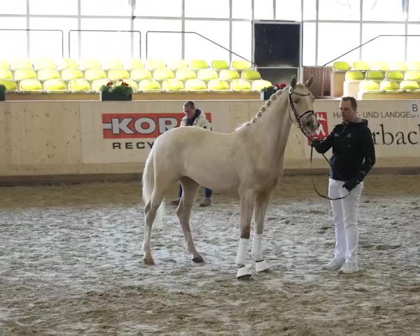Video of E-Motion