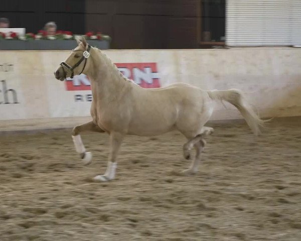 Video of E-Motion