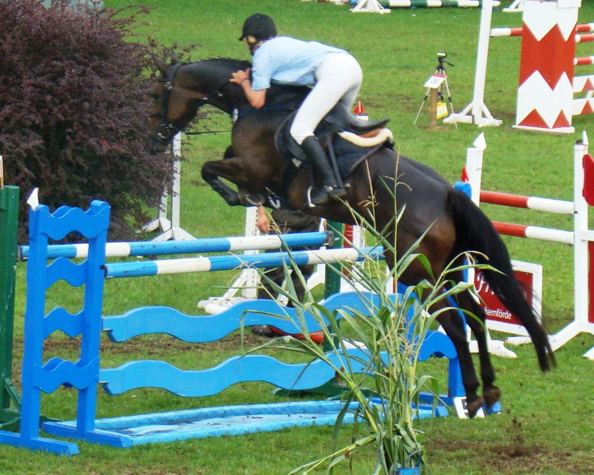 Broodmare Rilana 61 (Holsteiner, 2002, from Chirac) - Rilana