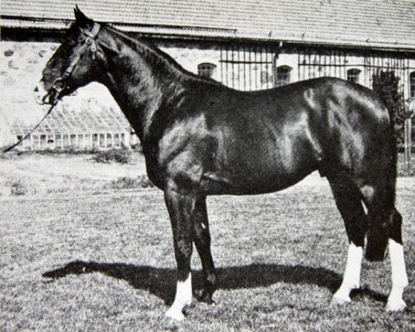 stallion Fineman (Swedish Warmblood, 1969, from Astronaut) stallion Fineman (Swedish Warmblood, 1969, from Astronaut)