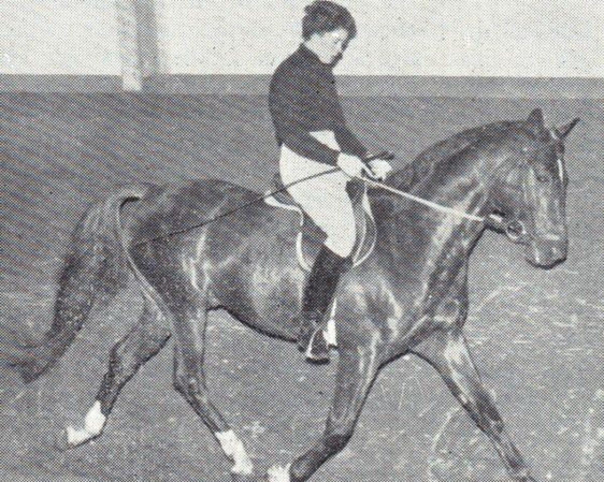 stallion Glockenklang (Trakehner, 1958, from Humboldt)