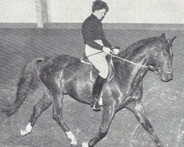 Deckhengst Glockenklang (Trakehner, 1958, von Humboldt)
