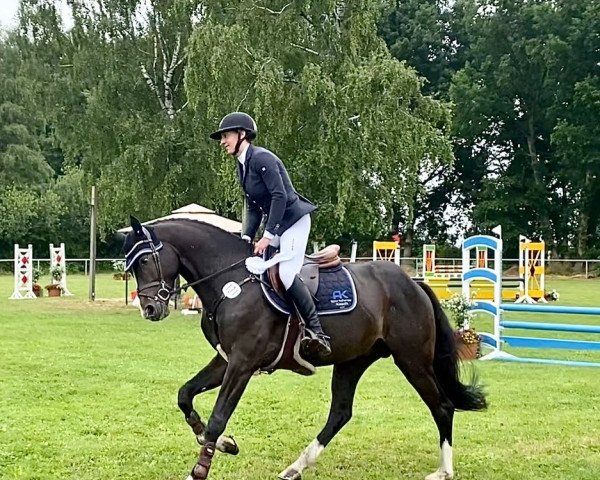 Springpferd Clark Com Ellerhoop (Holsteiner, 2018, von Clarksville)