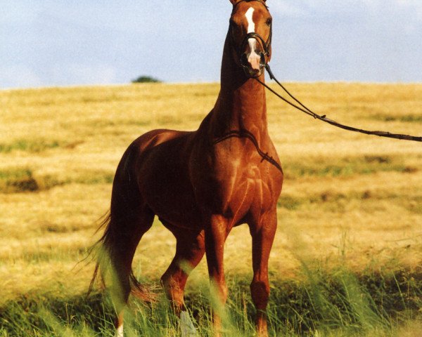 stallion Dondo 8 (Hanoverian, 1985, from Dynamit) stallion Dondo 8 (Hanoverian, 1985, from Dynamit)