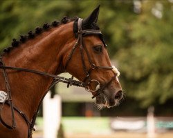 jumper Lamborghini Gd (Oldenburg show jumper, 2012, from Lyjanero)