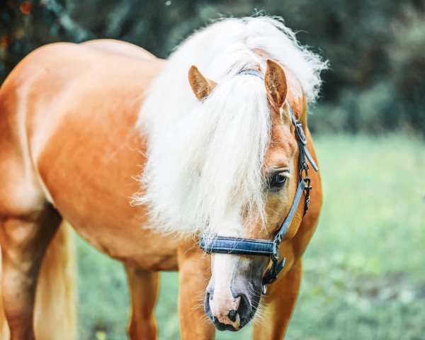 dressage horse Notre Filou vom Tannenberg (Haflinger, 2018, from Notre Beau)