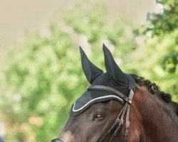 Dressurpferd Samur (Friese, 2016, von Sir Henry)