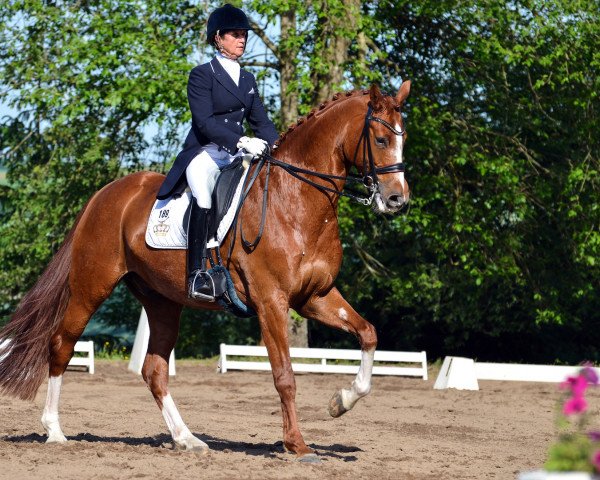 dressage horse St. Marino (Hanoverian, 2007, from St. Moritz)