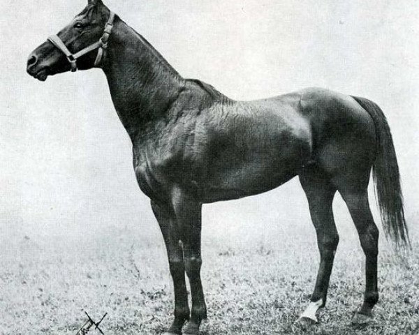 Deckhengst Bruleur xx (Englisches Vollblut, 1910, von Chouberski xx)