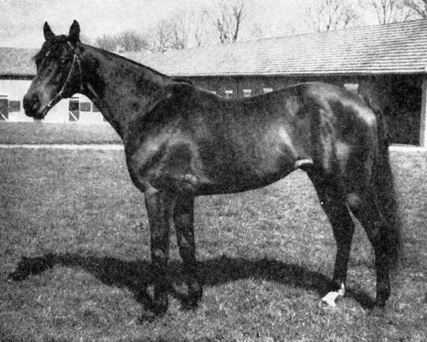 Deckhengst Clarion xx (Englisches Vollblut, 1944, von Djebel xx)