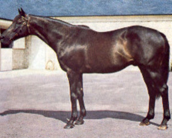 stallion Luthier xx (Thoroughbred, 1965, from Klairon xx) stallion Luthier xx (Thoroughbred, 1965, from Klairon xx)