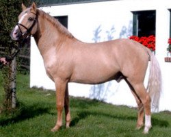 stallion Danny Gold (Westphalian, 1995, from Dornik B)