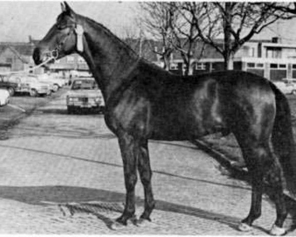 Deckhengst Irco Polo (KWPN (Niederländisches Warmblut), 1967, von Marco Polo)