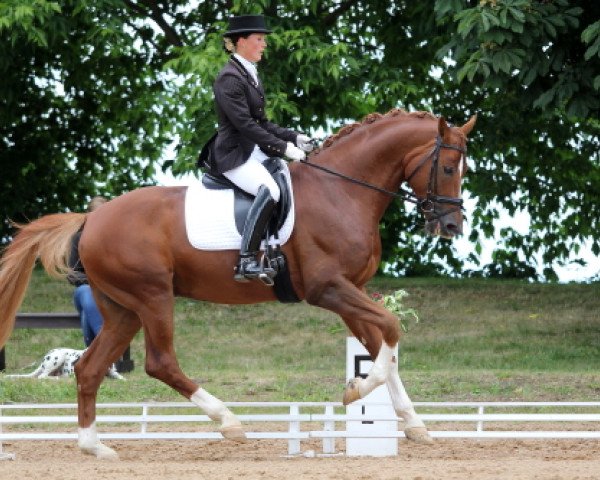 stallion DSP Quäntchen Glück (German Sport Horse, 2007, from Quaterback) stallion DSP Quäntchen Glück (German Sport Horse, 2007, from Quaterback)