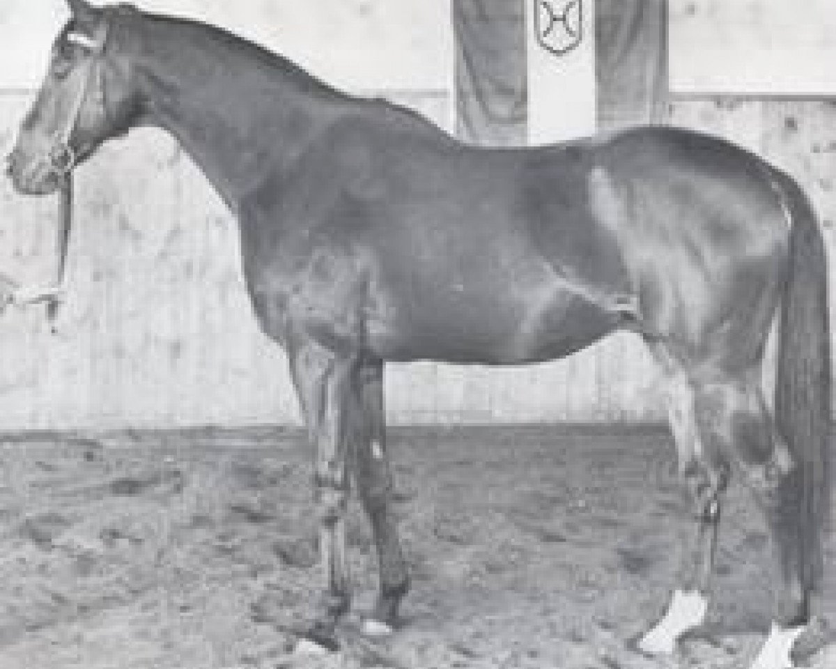 Deckhengst Sherry Netherland xx (Englisches Vollblut, 1959, von Montaval xx)