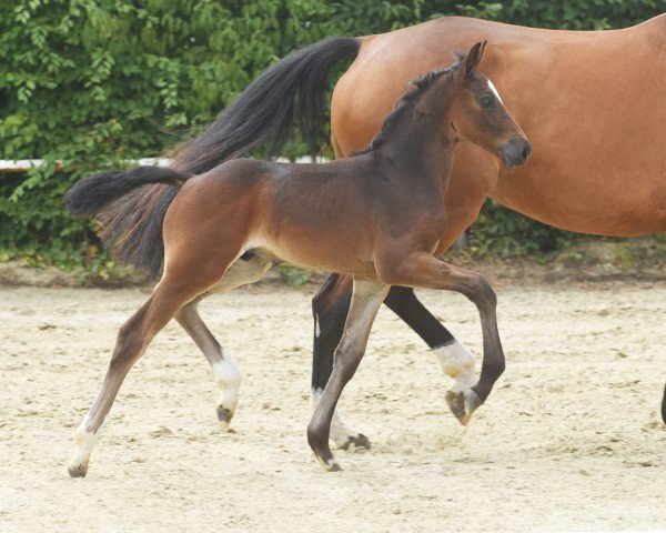 horse Hengst von Forlee / Comme il faut NRW (Westphalian, 2022, from Forlee)