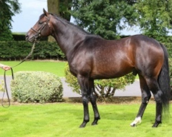 Deckhengst Kodi Bear xx (Englisches Vollblut, 2012, von Kodiac xx)
