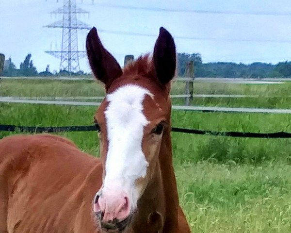 Pferd Oh Waya (Westfale, 2022, von Ogano Sitte)
