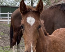 horse Rihanna (Westphalian, 2022, from Rom)