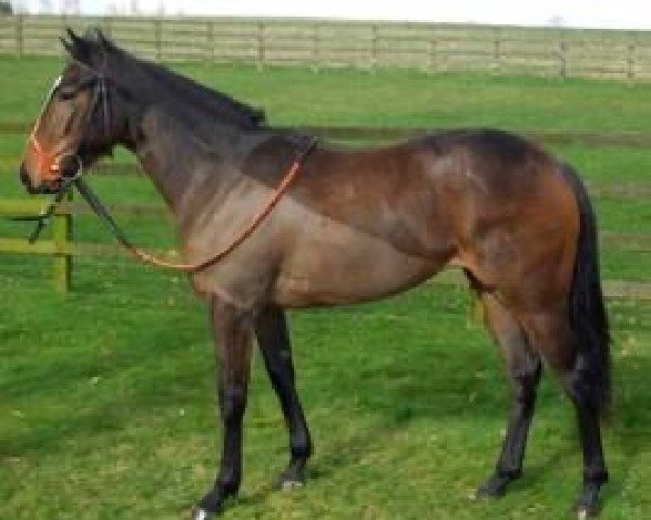broodmare Good Clodora xx (Thoroughbred, 2009, from Red Clubs xx) broodmare Good Clodora xx (Thoroughbred, 2009, from Red Clubs xx)