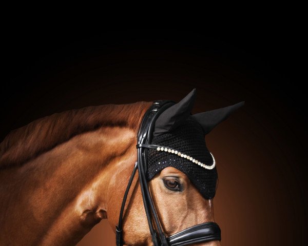 broodmare Funkemariechen (Hanoverian, 2012, from Fürst Grandios)