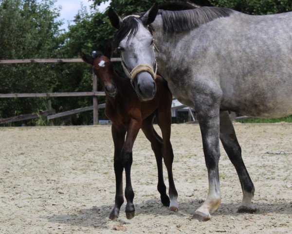 Pferd Jolly Jumper W (Oldenburger, 2022, von Jasper)