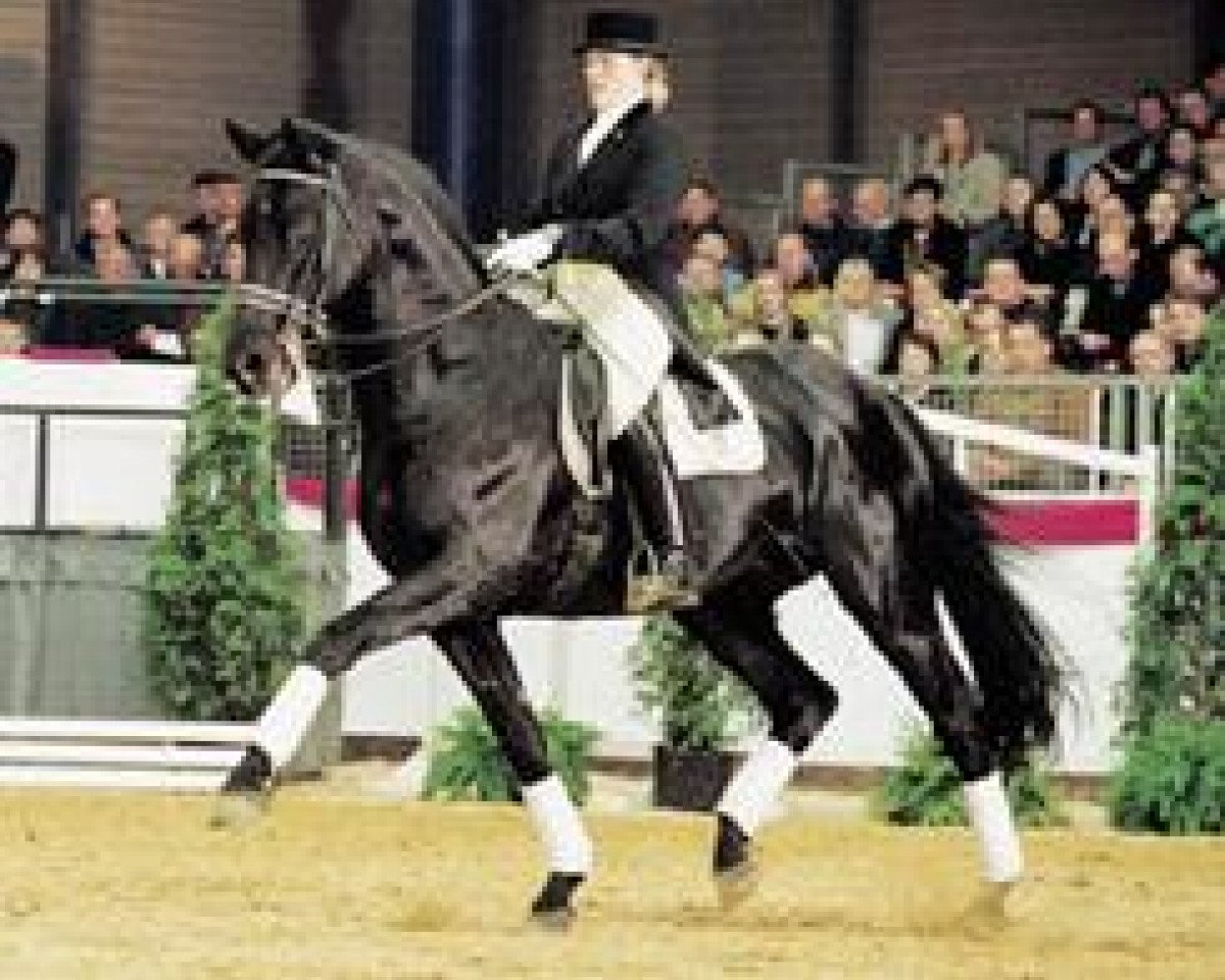 Deckhengst Canaster I (Oldenburger, 1991, von Caprimond)
