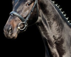 stallion Hofmarschall V (Hanoverian, 2007, from Hotline)