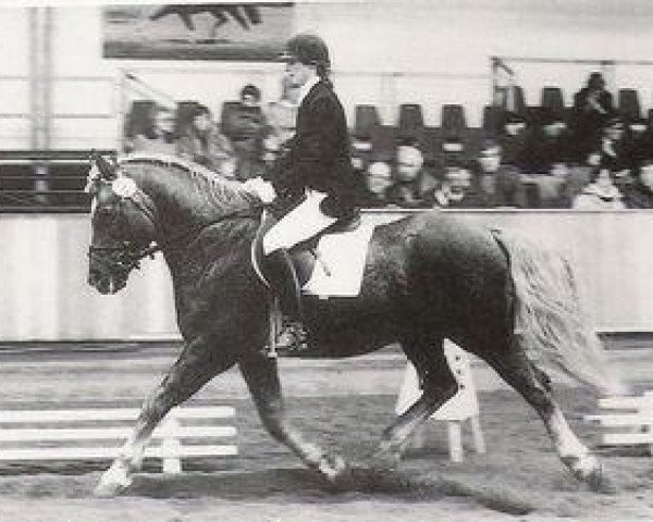 Deckhengst Arras (Edelbluthaflinger, 1974, von Adler)