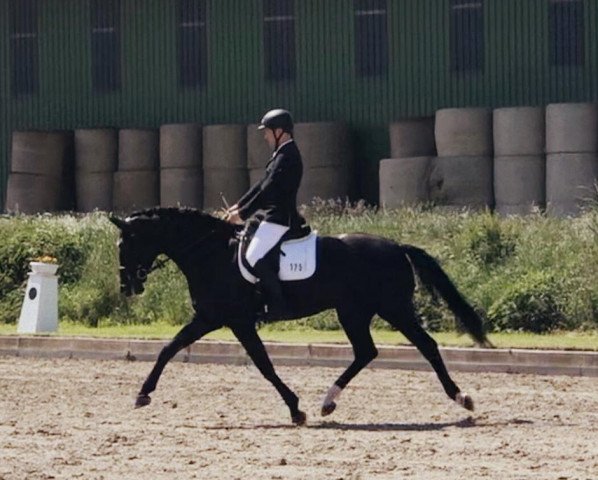 dressage horse Don Danciano 2 (Hanoverian, 2017, from Danciano)