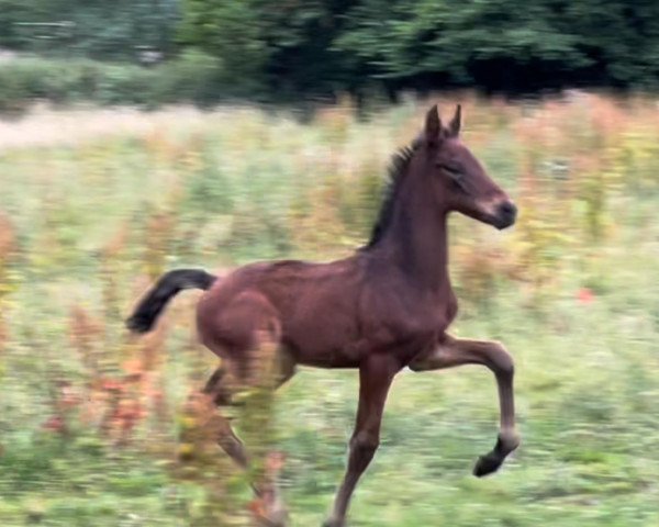 stallion Federleicht v.d. Willenburg (Westphalian, 2022, from For Real)