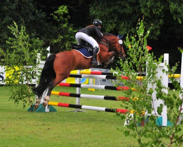 Springpferd Ramiro (New-Forest-Pony, 1997, von Anydale Ron)